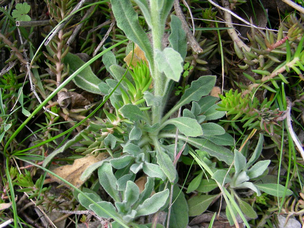 Fibigia clypeata / Fibigia comune